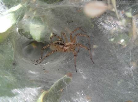 Agelena labyrinthica